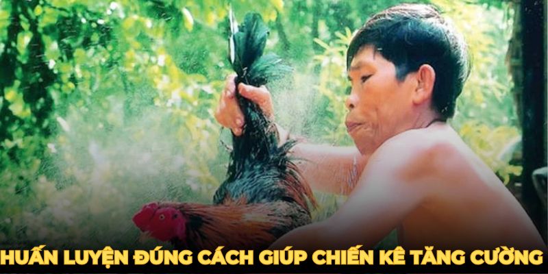 cach-nuoi-ga-da-huan-luyen-dung-cach-giup-chien-ke-tang-cuong-