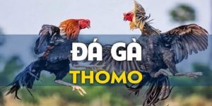 da-ga-thomo-23WIN-dac-trung