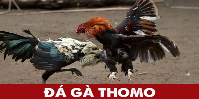 da-ga-thomo-23WIN-tong-quan