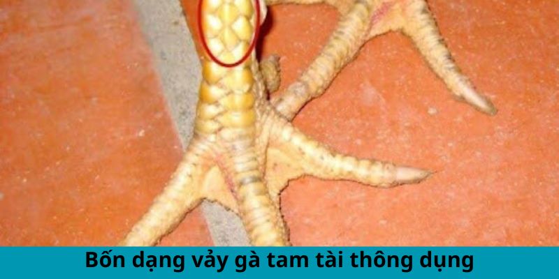 vay-ga-tam-tai-bon-dang